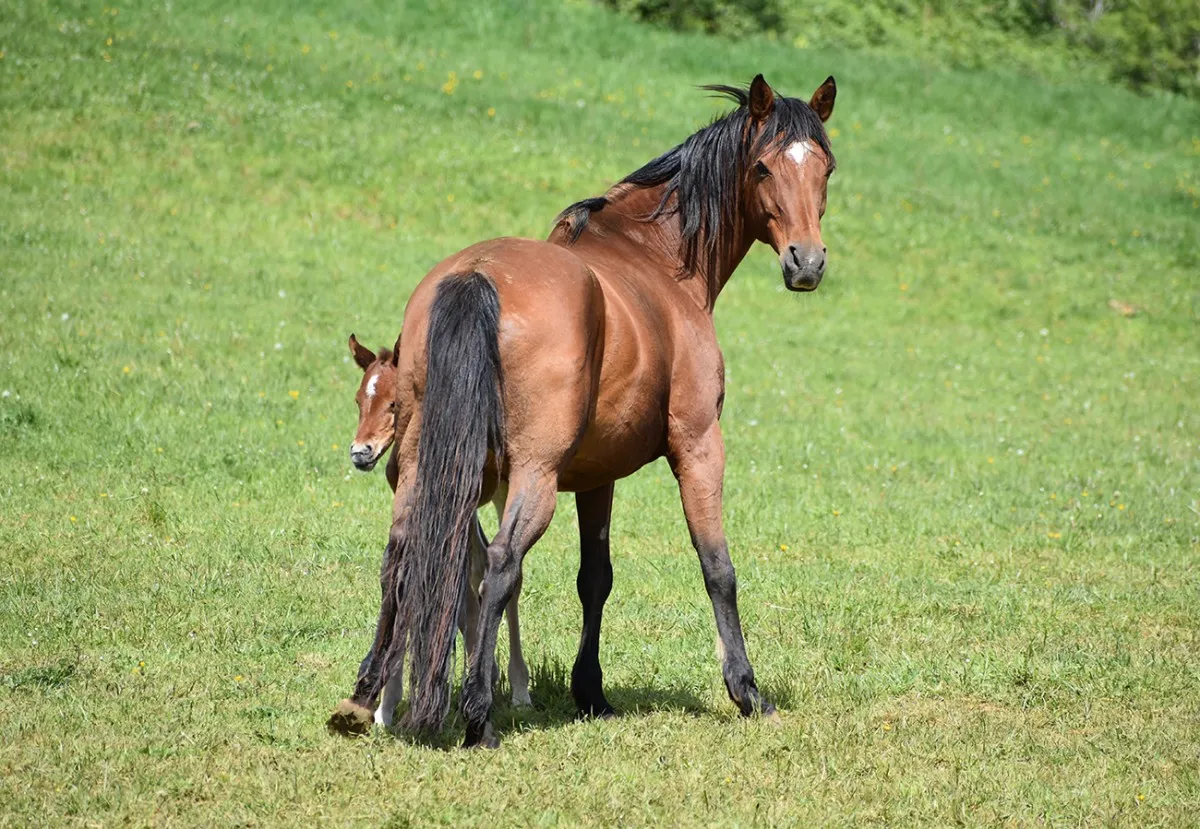 Djawzia - Miniature 3