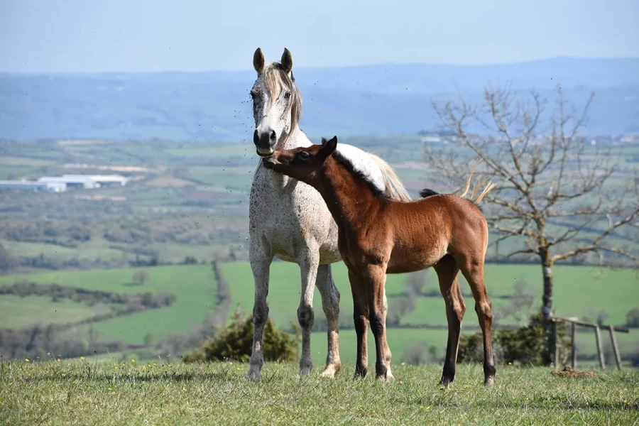 Tyfara - Miniature 3