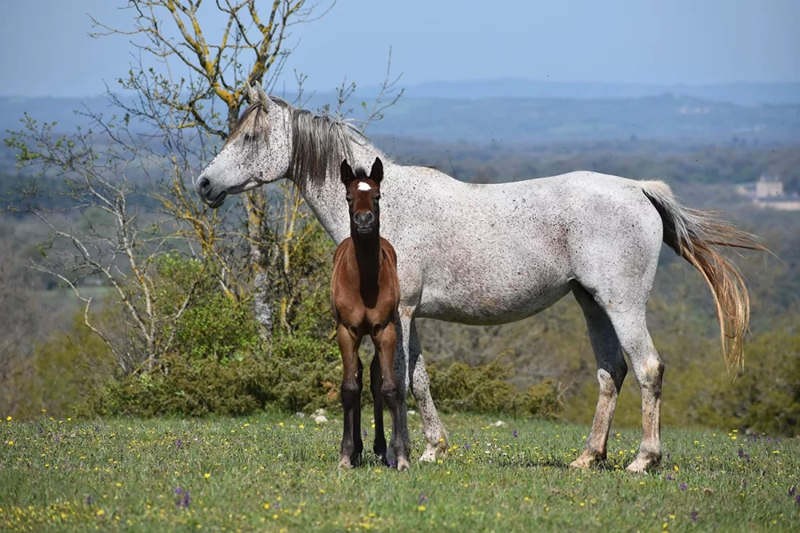 Tyfara - Miniature 2