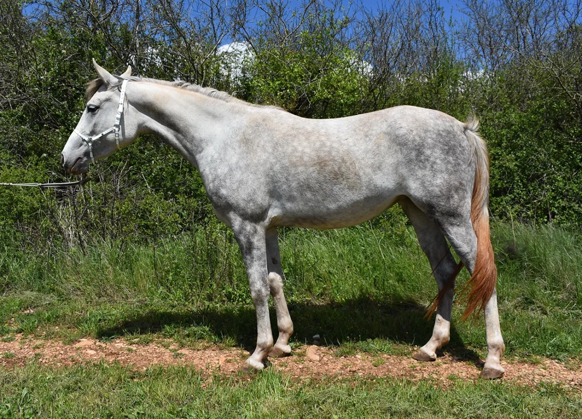 Minita - Miniature 2