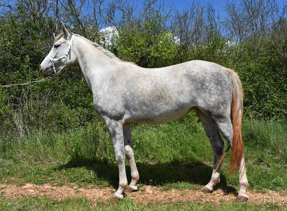 Minita - Miniature 4