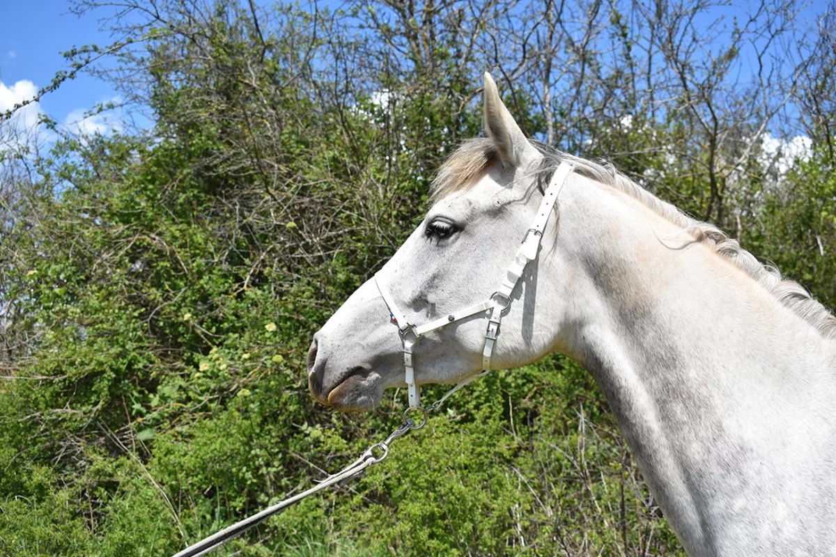 Minita - Miniature 3