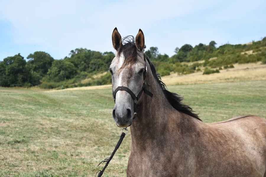 Mcqueen - Miniature 3