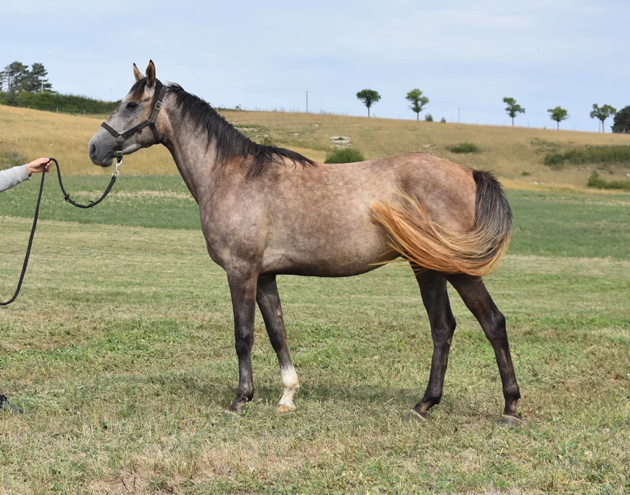 Mcqueen - Miniature 2