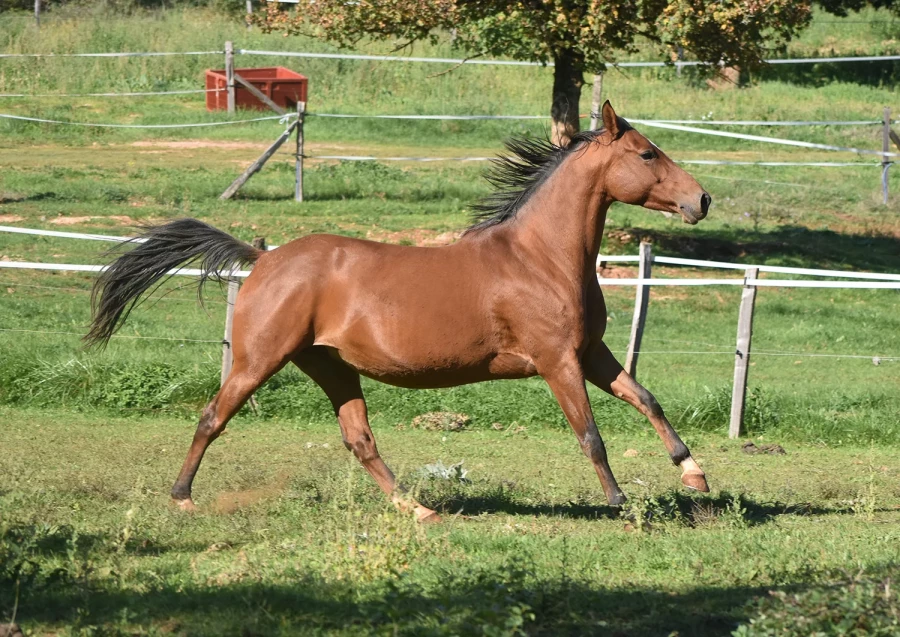 Jegane - Miniature 4