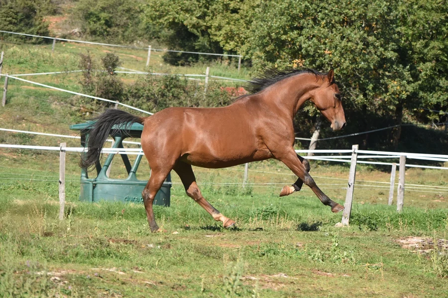 Jegane - Miniature 6