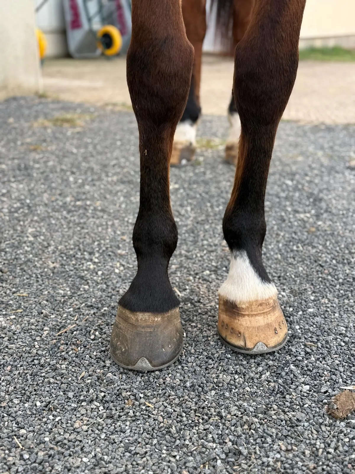 Jegane - Miniature 2