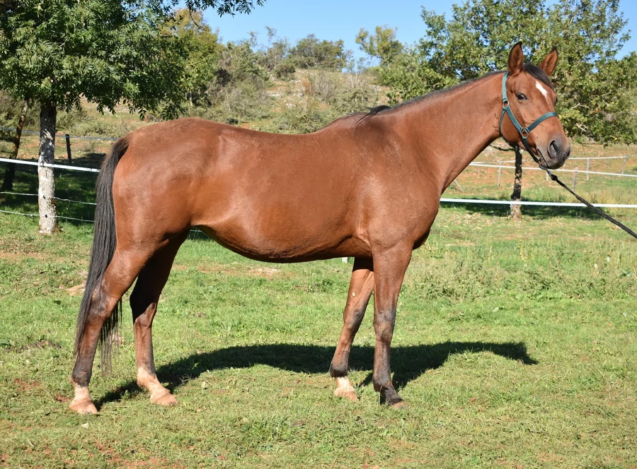 Jegane - Miniature 5