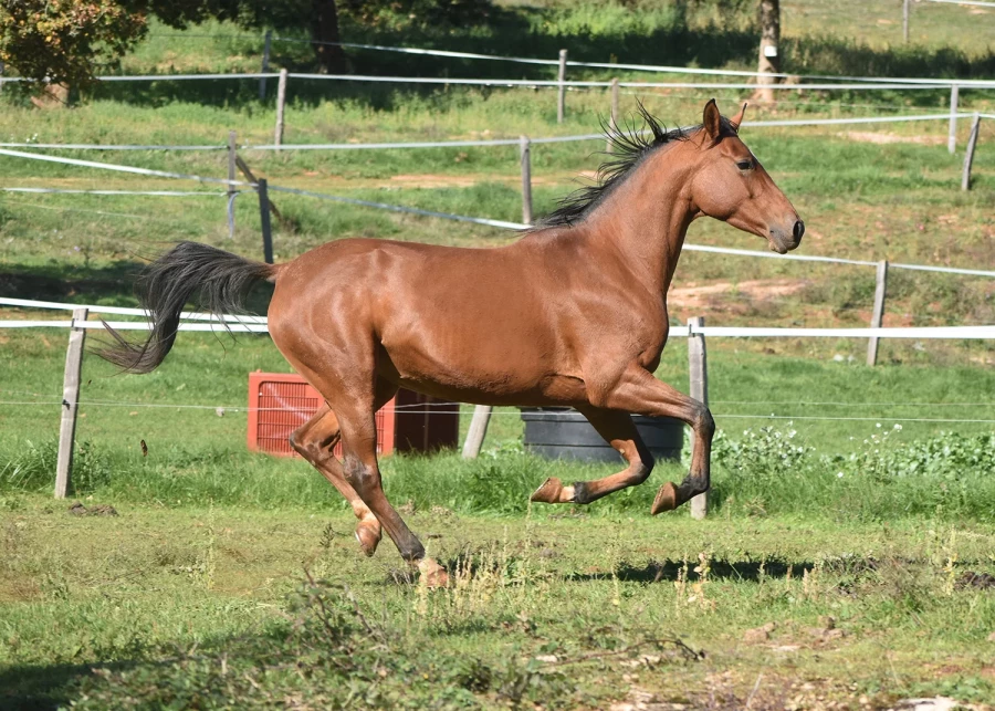 Jegane - Miniature 3