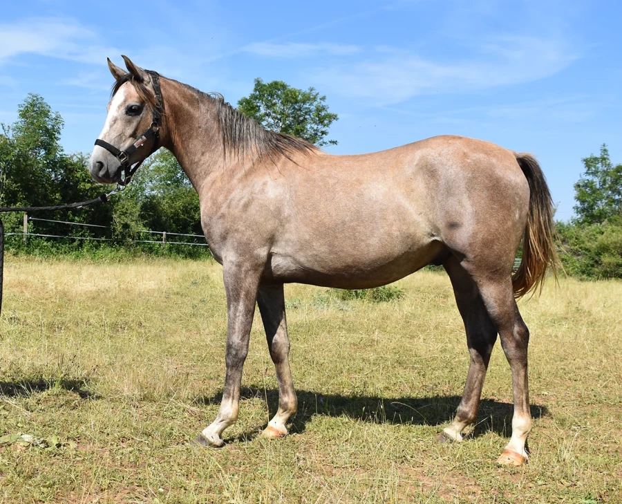 Nagini - Miniature 2