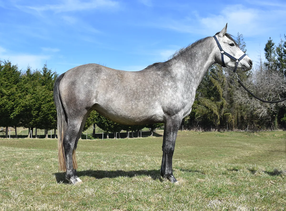 Lassari - Miniature 5