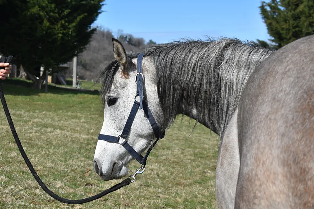 Lassari - Miniature 2