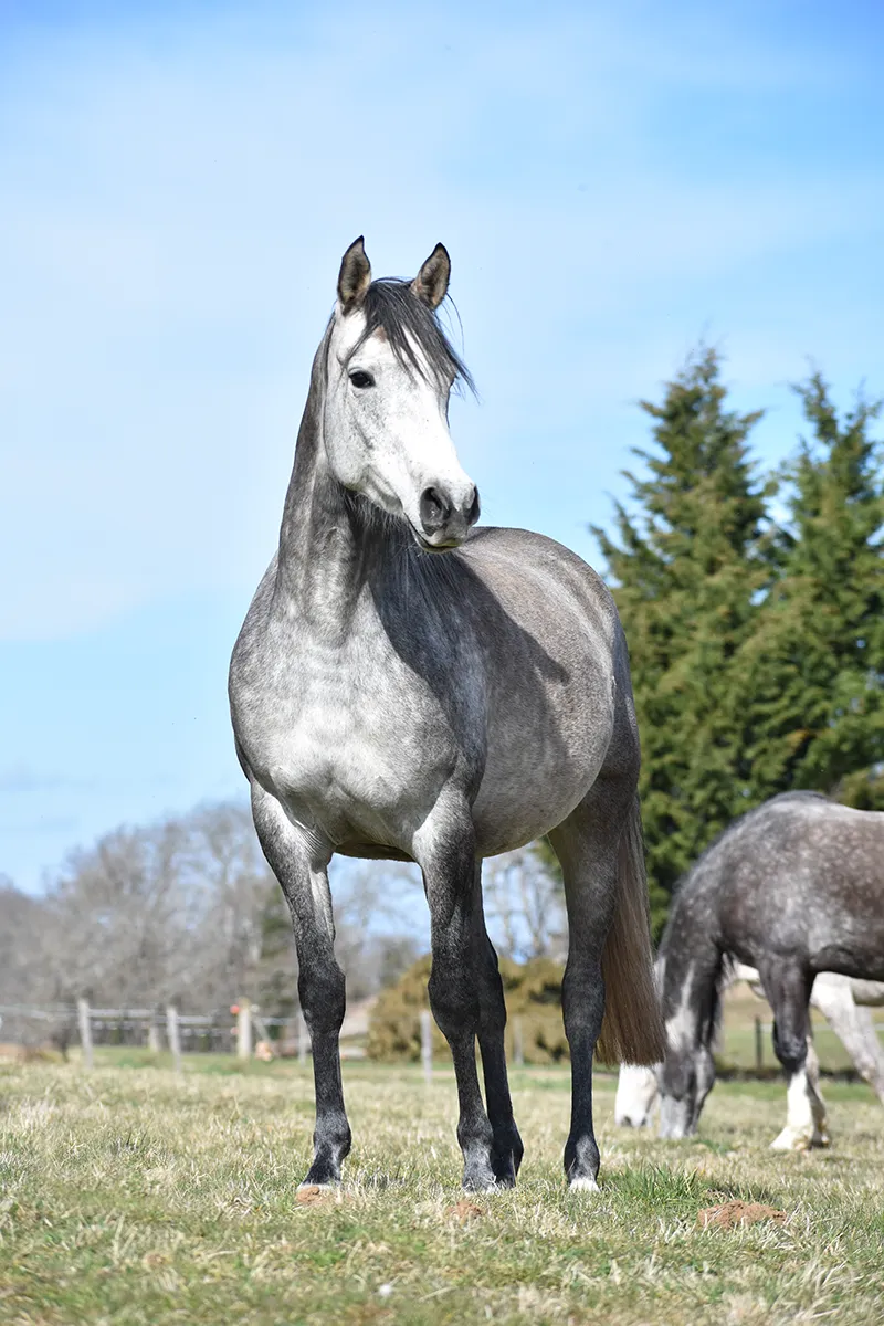 Lassari - Miniature 3