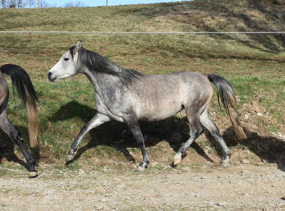 Lassari - Miniature 4