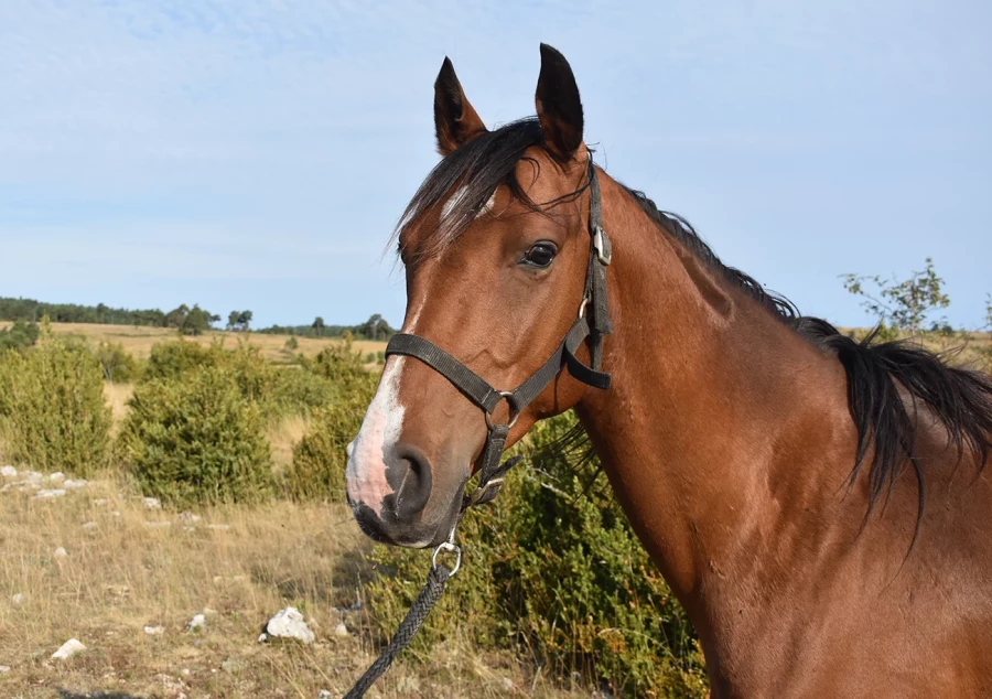 Kannan - Miniature 2