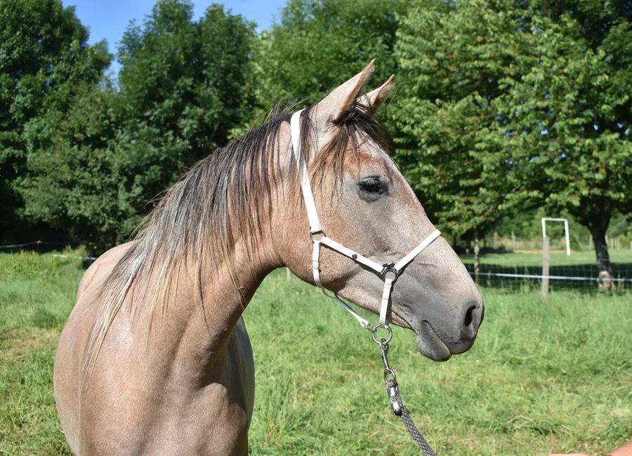Nalia
