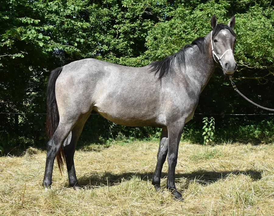 Nubia