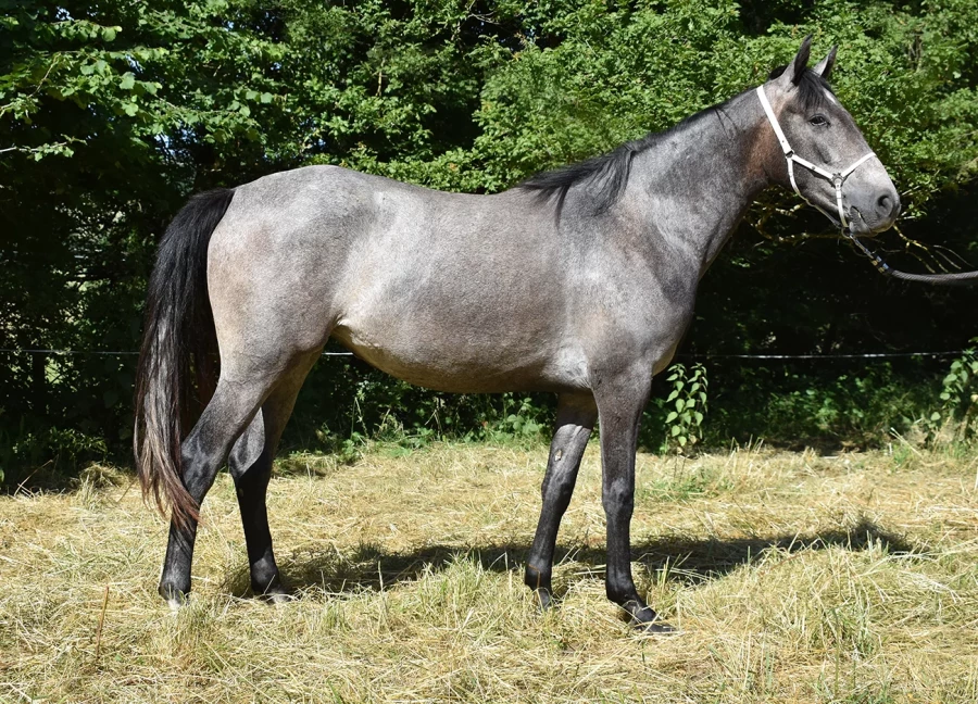 Nubia - Miniature 3