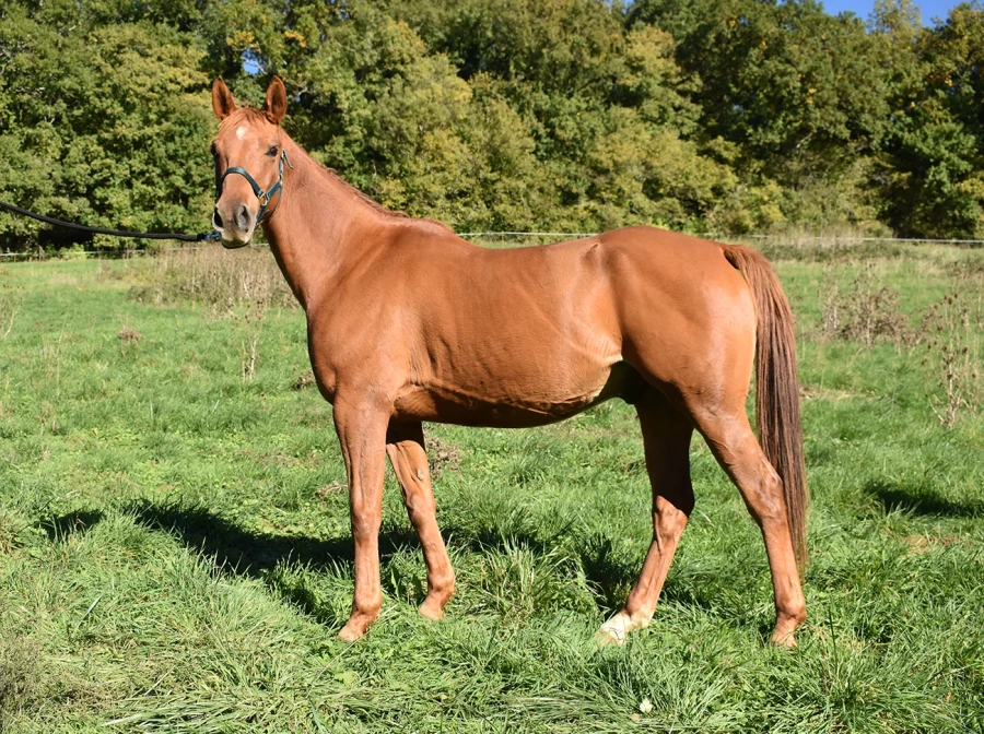 Honney - Miniature 4