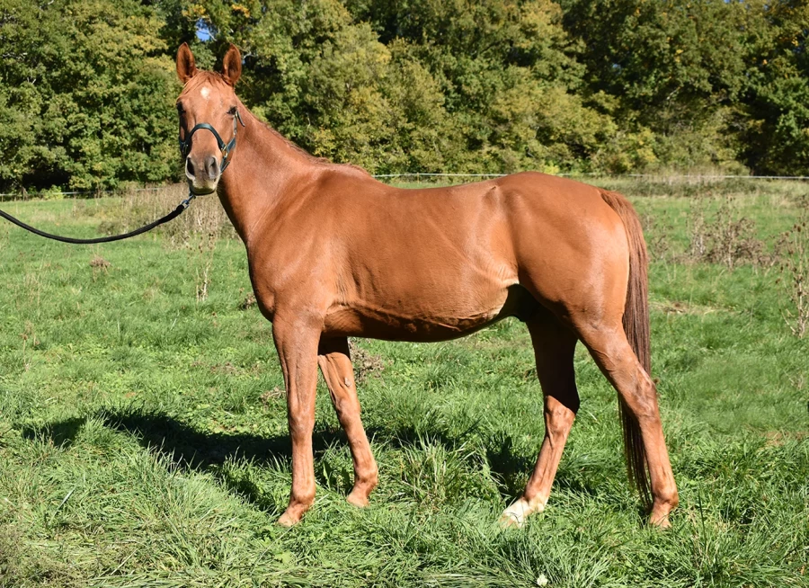 Honney - Miniature 2