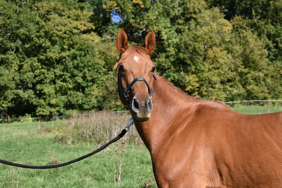 Honney - Miniature 3