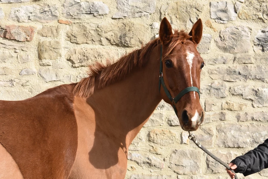 Jamaike - Miniature 5