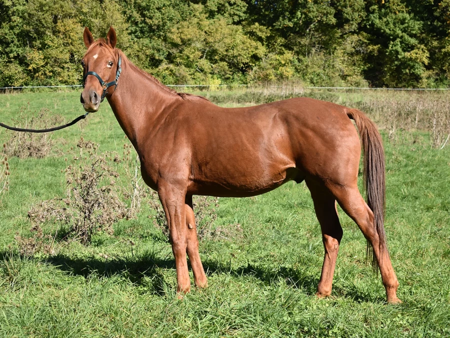 Gatsby - Miniature 2