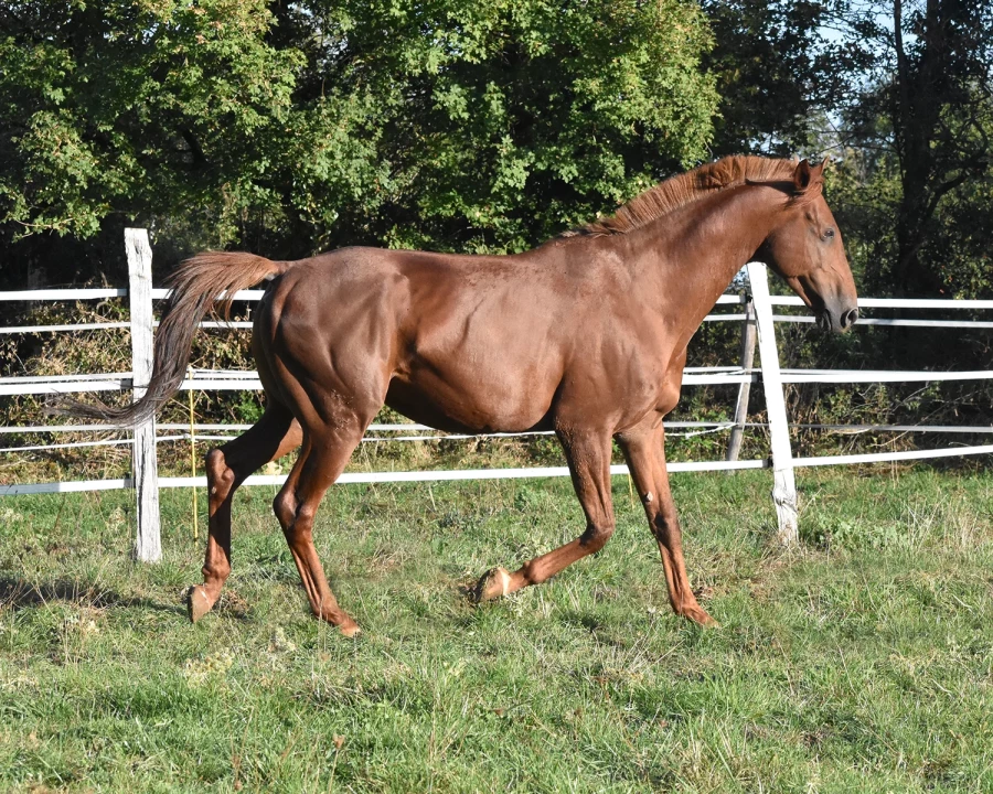 Gatsby - Miniature 4