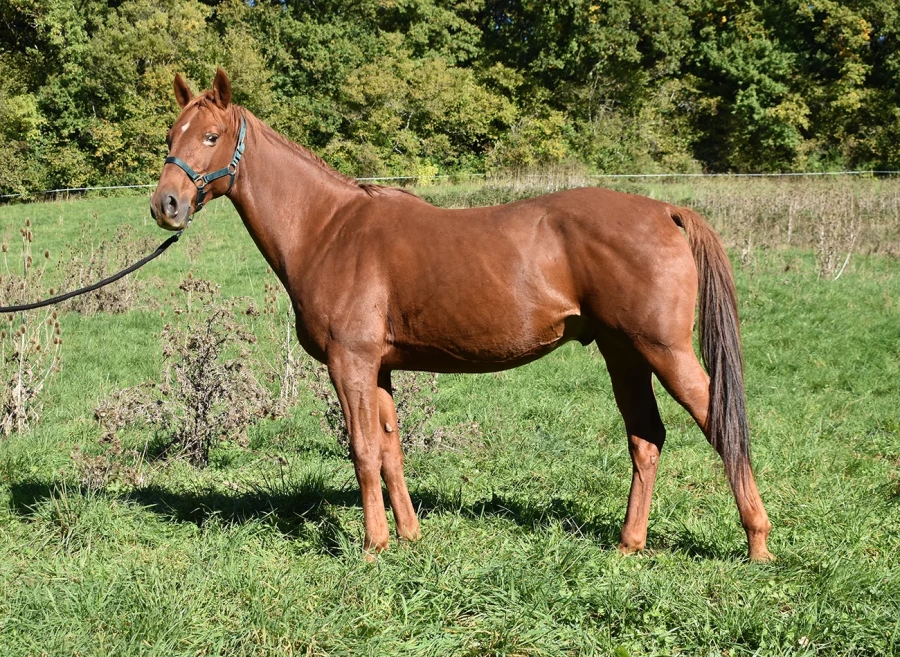 Gatsby - Miniature 3