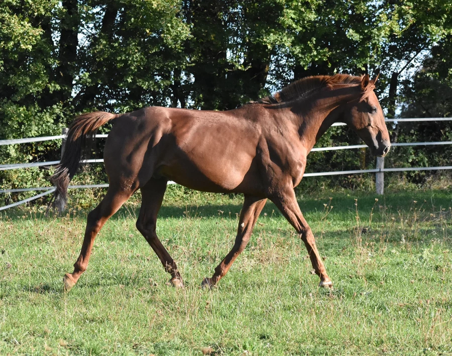 Gatsby - Miniature 5