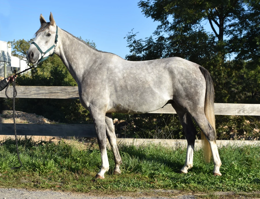 Lounir - Miniature 2