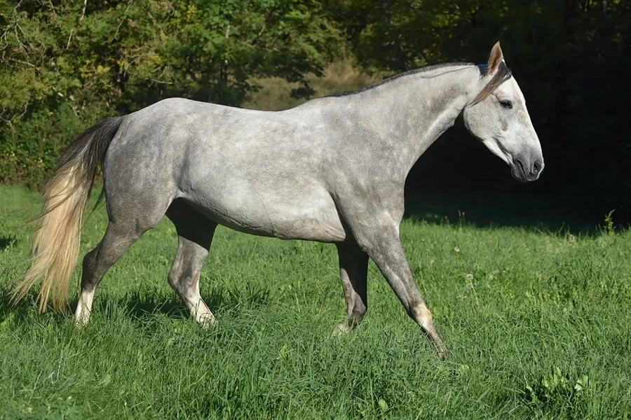 Lounir - Miniature 3