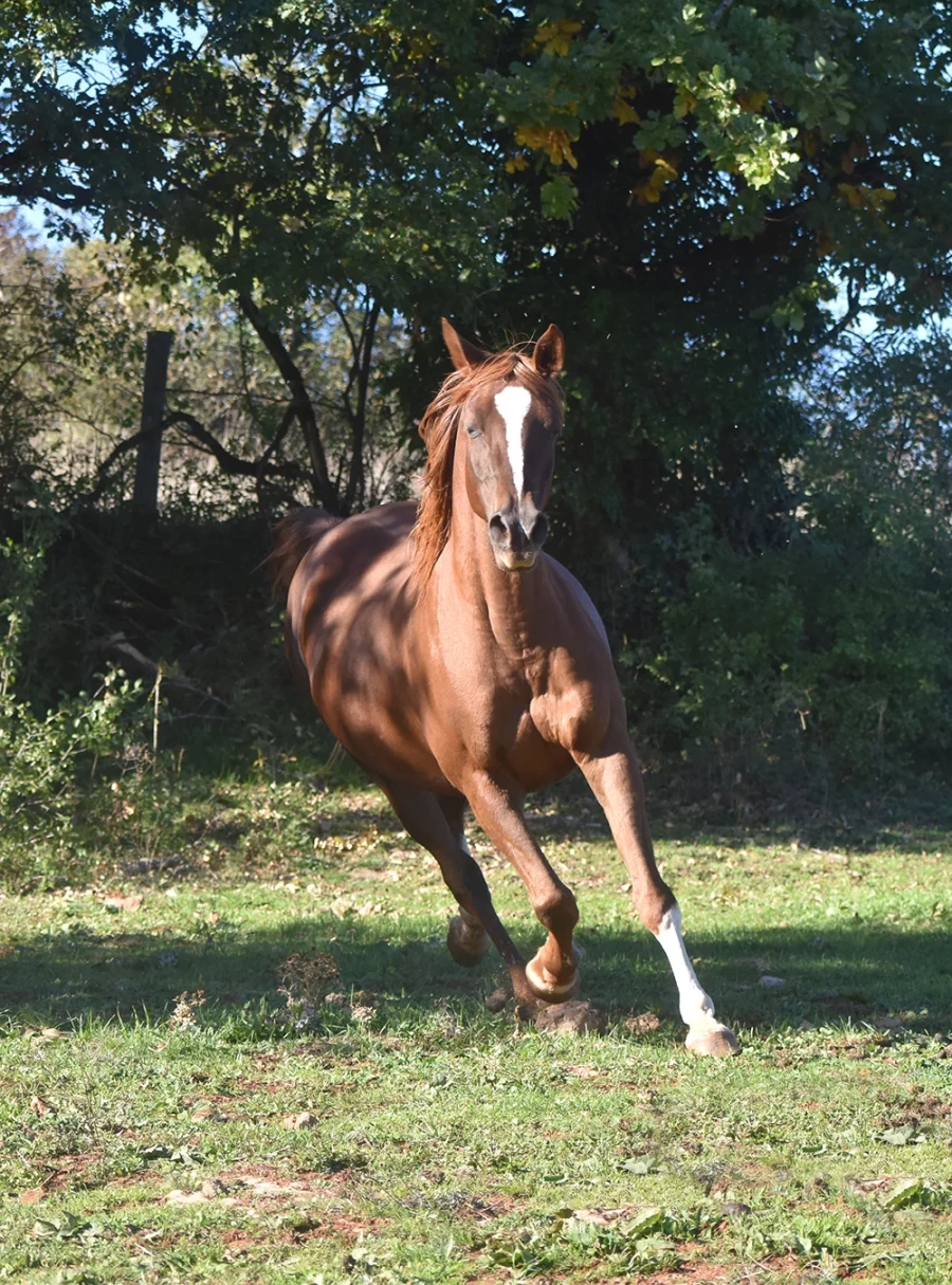 Naïfée - Miniature 2