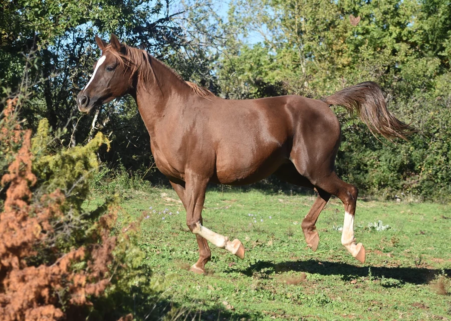 Naïfée - Miniature 5