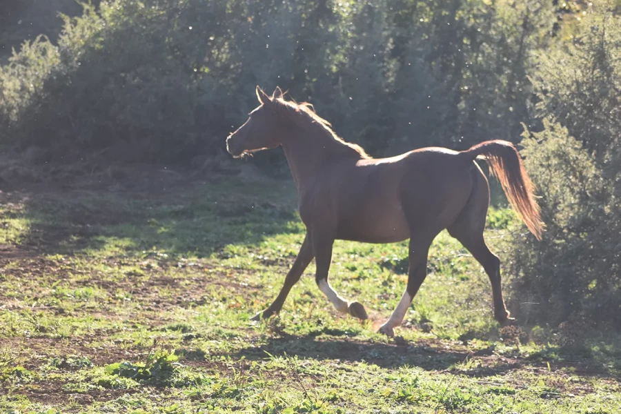 Naïfée - Miniature 7