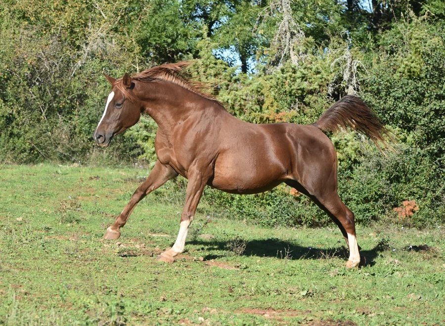 Naïfée - Miniature 6