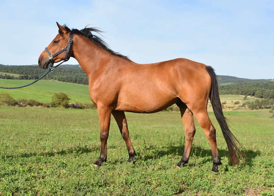 Leri - Miniature 2